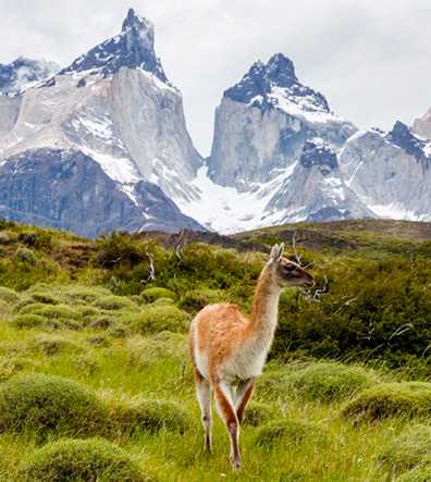 image produit patagonia